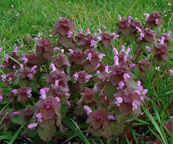 The Mighty Red Nettle: Nature’s Underfoot Healer