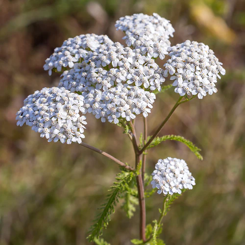 Yarrow Oil: Nature’s Premier Elixir