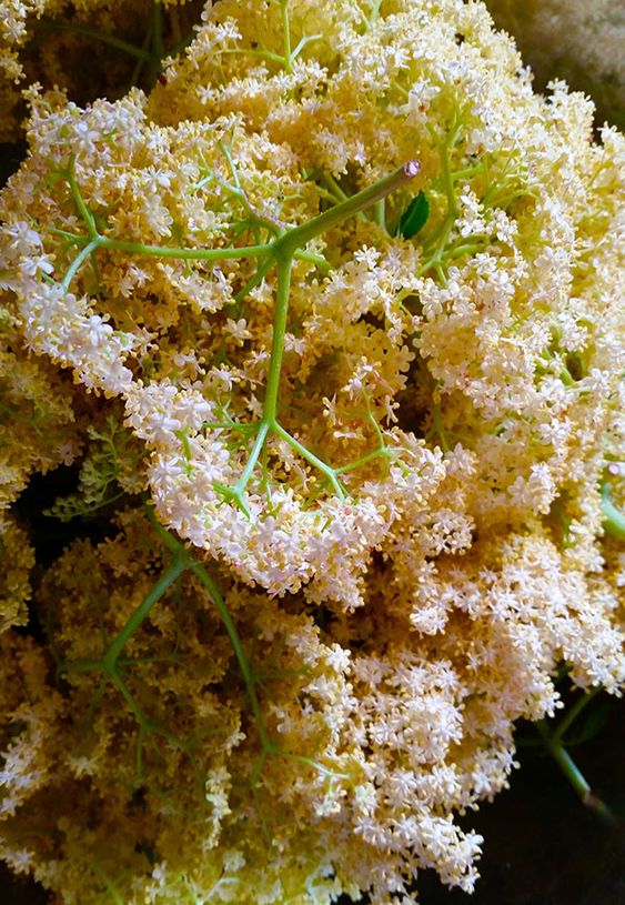 The Importance of Not Picking Elderflower Blossoms: A Closer Look