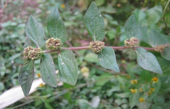 The Hidden Gem of the Garden: Discovering Euphorbia Hirta