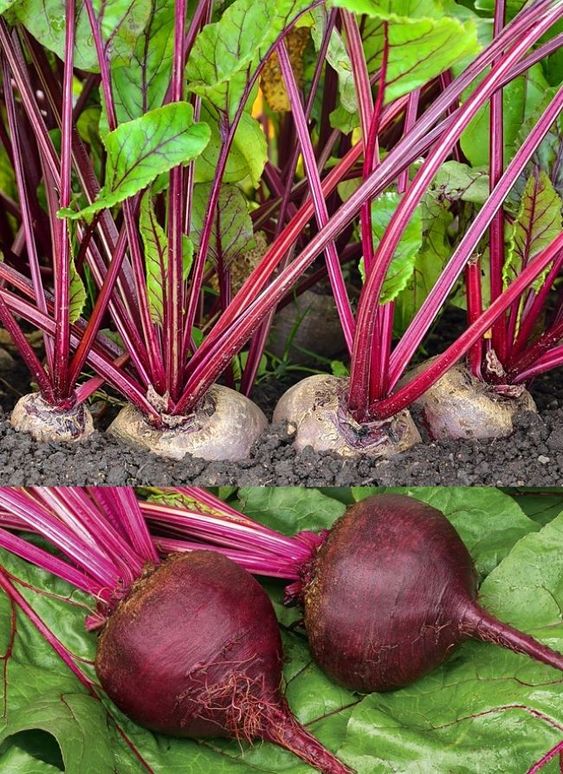 Enjoying Beetroots: Easy and Delicious Ways