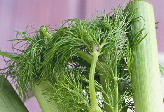 Fennel: Nature’s Answer to Digestive Harmony and Liver Health