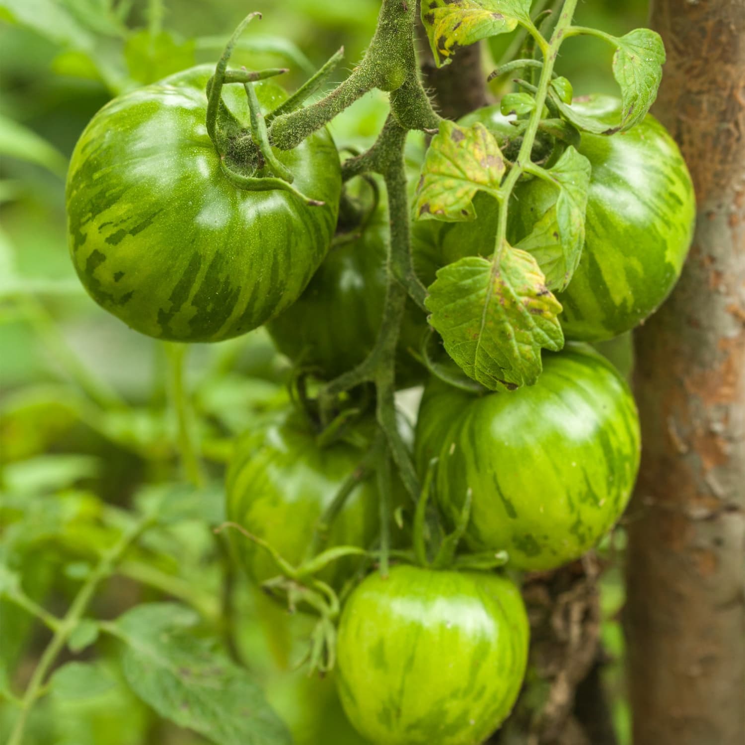 Enjoy Green Tomatoes: A Healthy and Tasty Treat!