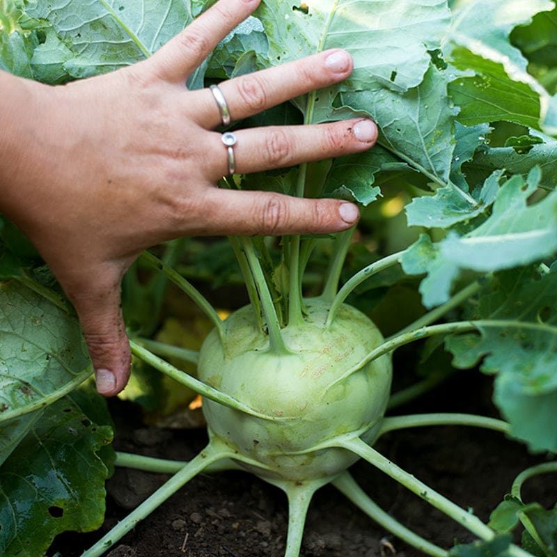 Discover the Joy of Cooking with Kohlrabi: A Delicious and Healthy Recipe You’ll Love