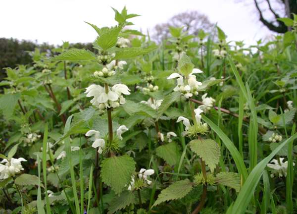 Discovering the Health Benefits of White Dead Nettle