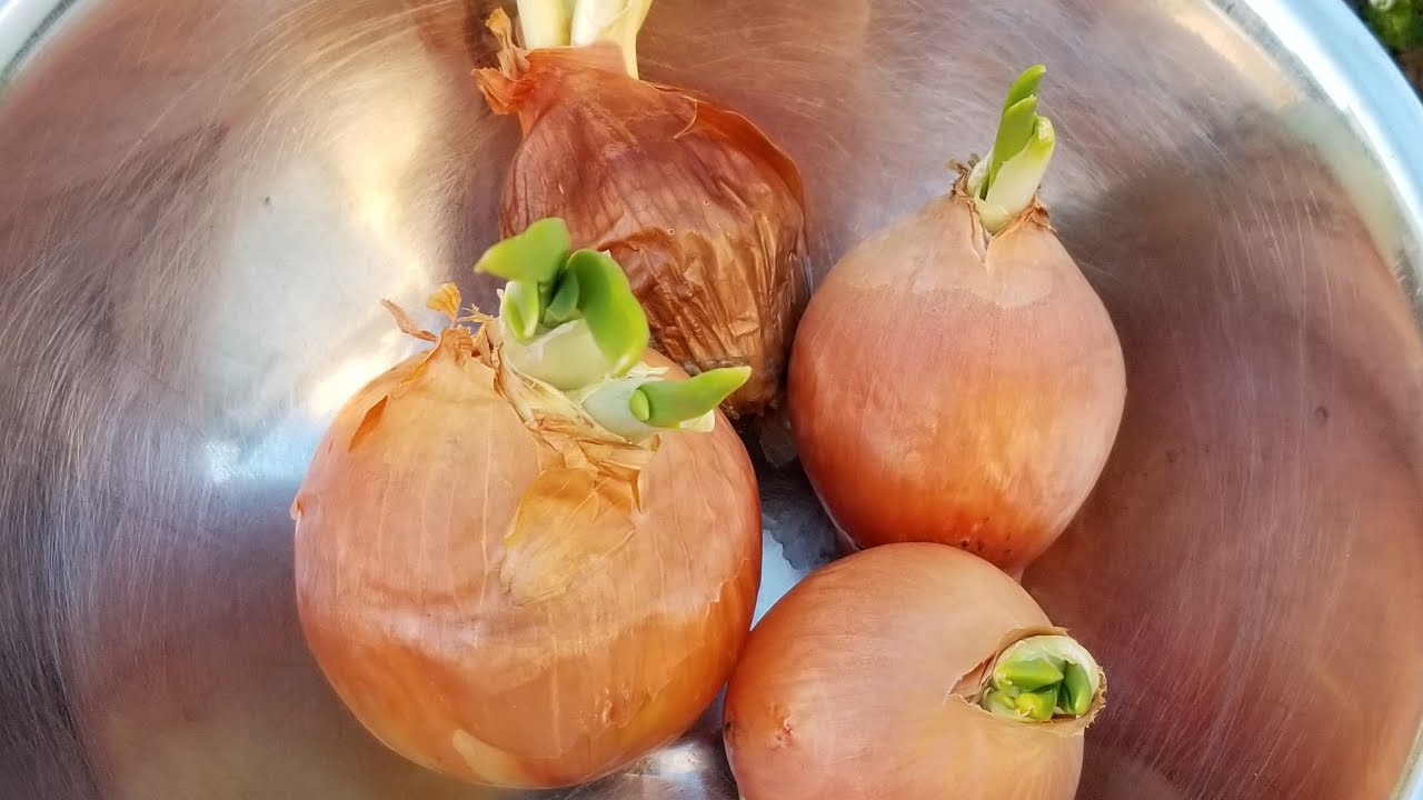 Don’t Throw Away Sprouted Onion Bulbs: Here’s How to Use Them