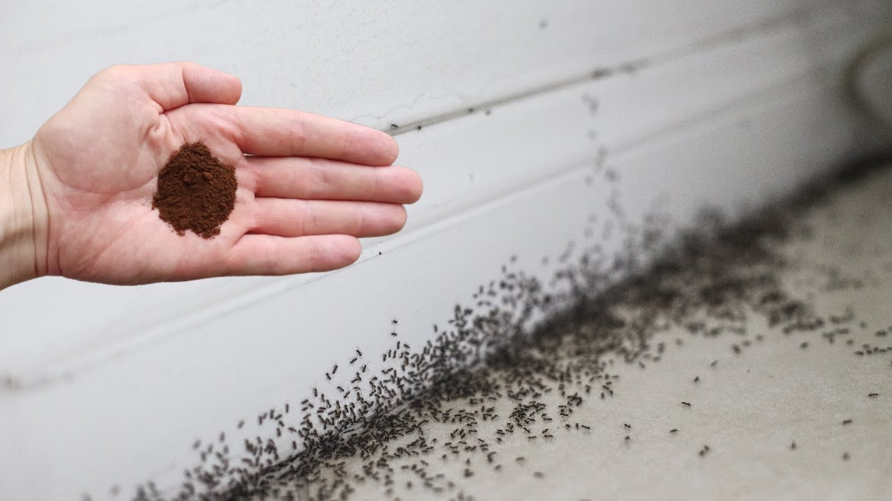 The Secret Ant Repellent: Your Morning Brew