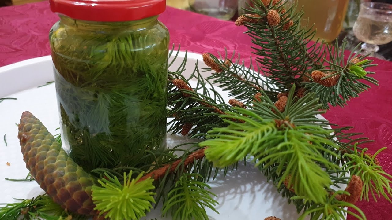 Harness the Healing Power of Honey Made from Pine and Fir Needles