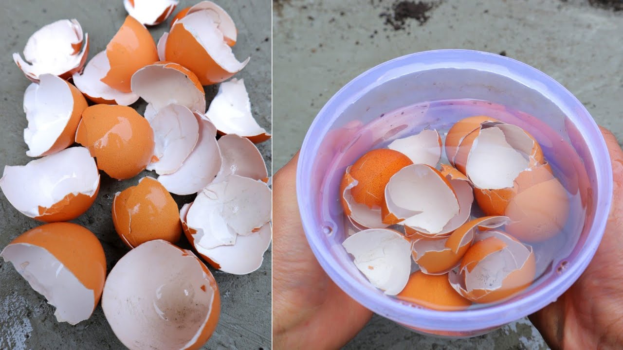 Eggshells: Your Garden’s Best-Kept Secret