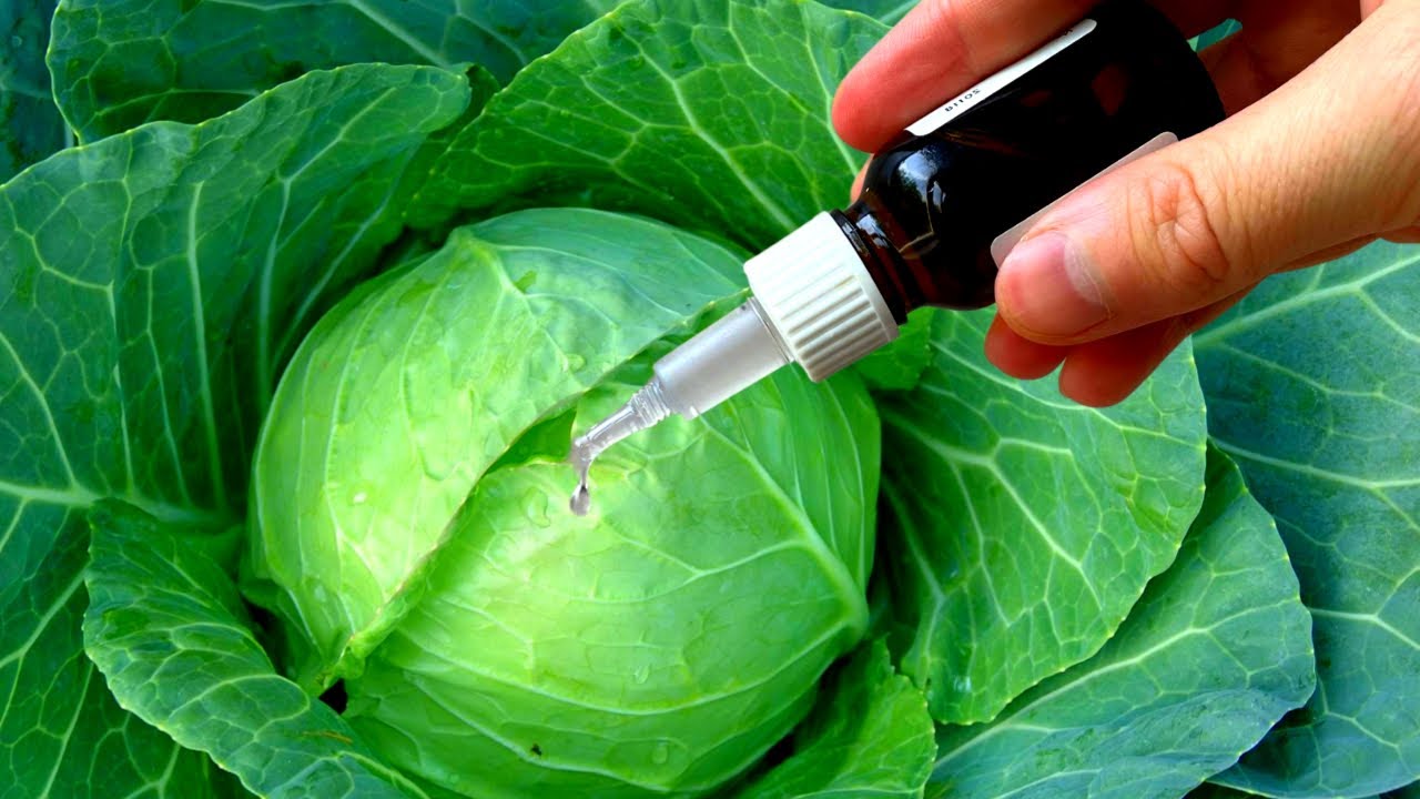 Keep Your Cabbage Patch Pest-Free with This Natural Remedy