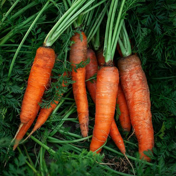 How to Make Carrot Oil at Home for Brighter Skin, Hair Growth, and Cooking