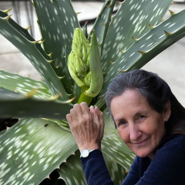 Aloe Vera: Nature’s Health Powerhouse