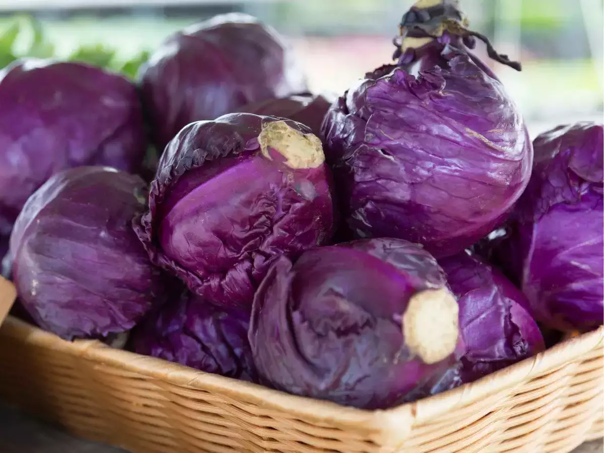 Purple Power: Incredible Health Benefits of Purple Cabbage