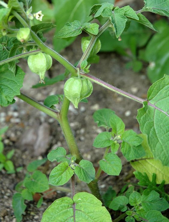 Exploring the Golden Benefits of Canapum (Physalis): A Natural Treasure