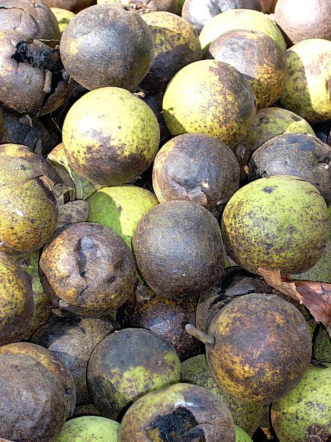 Exploring the Health Benefits of Black Walnut: A Natural Aid Against Cancer