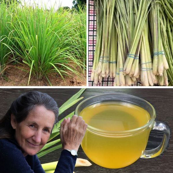 Lemongrass Tea: A Refreshing and Healthy Drink