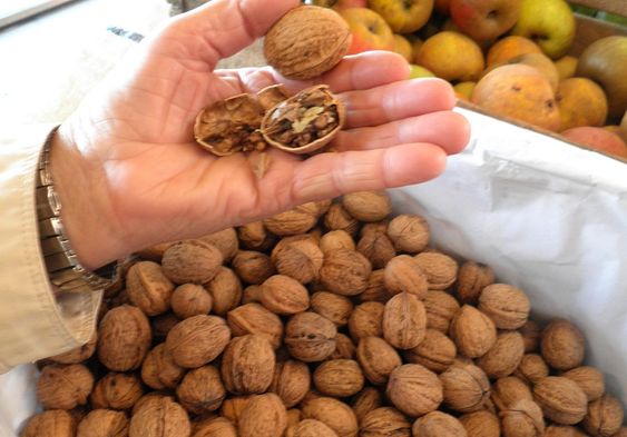 What Happens to Your Body When You Eat Walnuts Every Day?