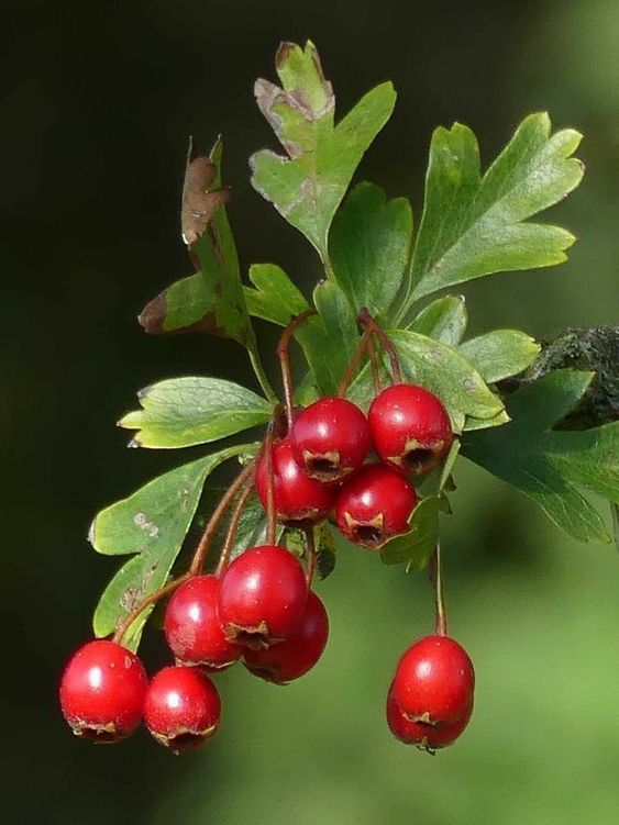 The Remarkable Health Benefits of Rosehip: A Nutrient Powerhouse