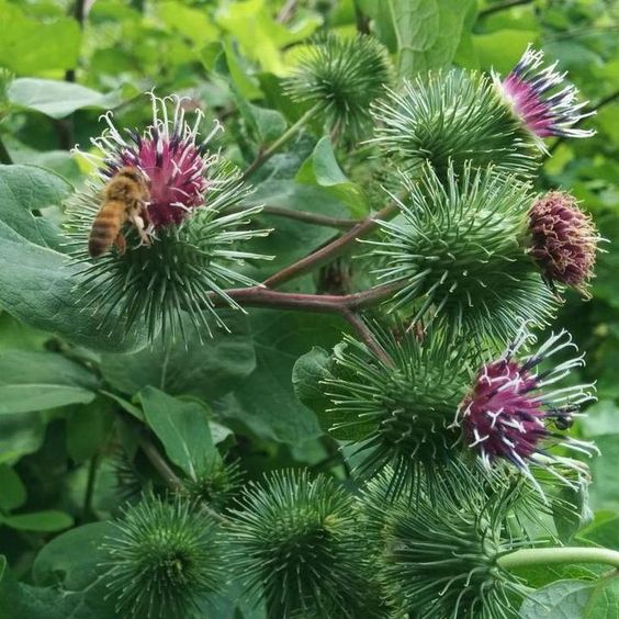 Discover the Protective Powers of Burdock Root Against Colon Cancer