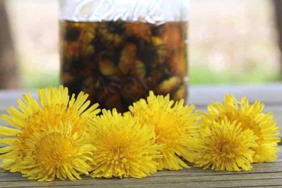 Discover the Incredible Power of Dandelion Oil for Joint and Muscle Pain