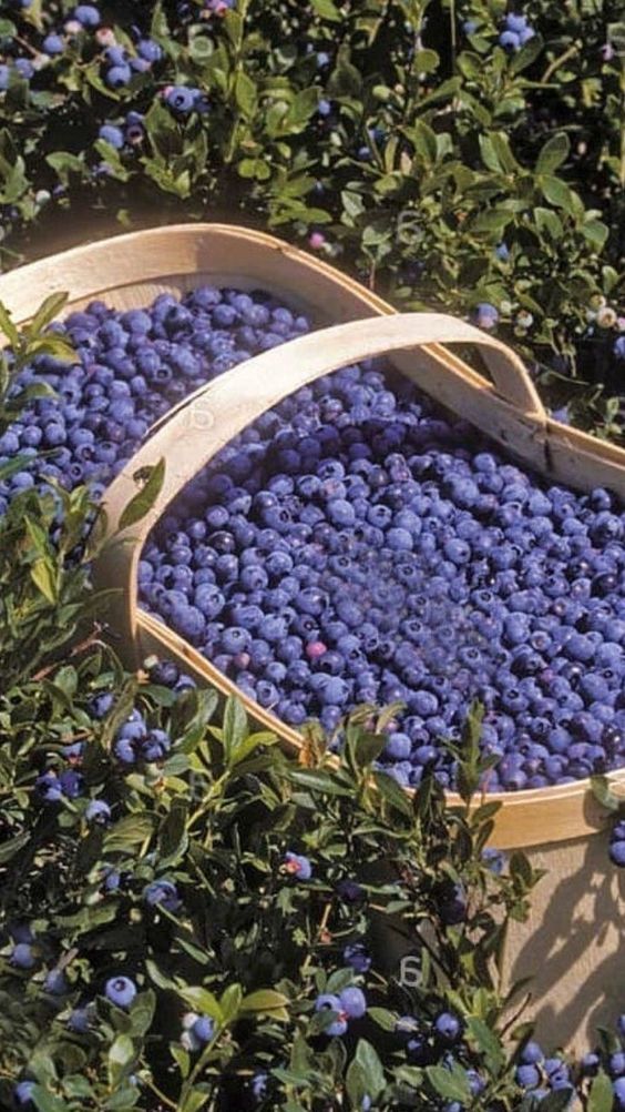 Discovering the Health Benefits of Blueberries