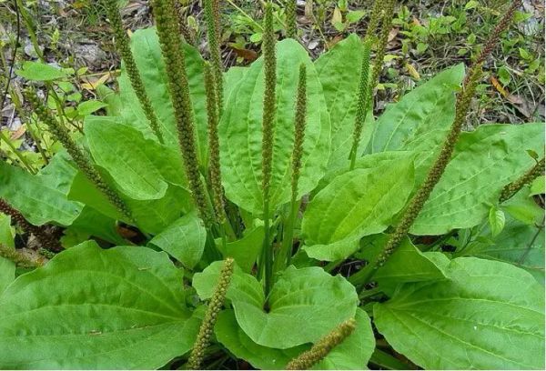 The Mighty Plantain: Your Secret Weapon for Better Health