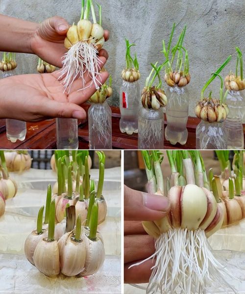 Grow Your Own Garlic: A Never-Ending Supply in Just a Pot!