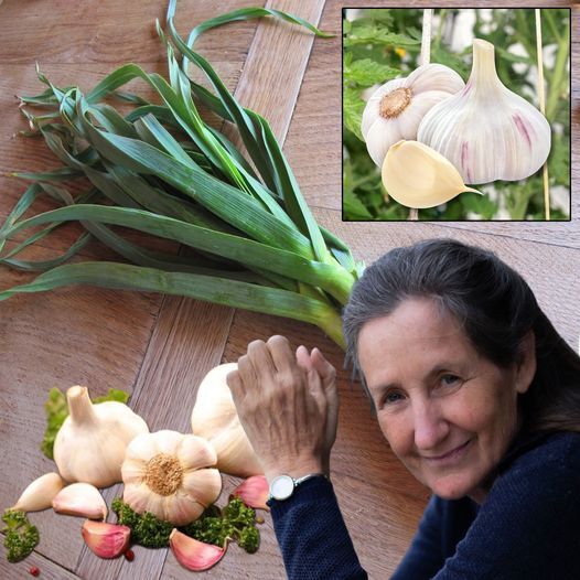 Garlic: Nature’s Secret Remedy