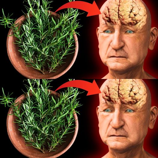 What Happens When You Take Rosemary Every Day After 50 | Rosemary Benefits