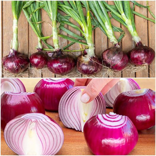 Forget Sugar and Obesity! This Onion Recipe Is Like Medicine for My Gut!