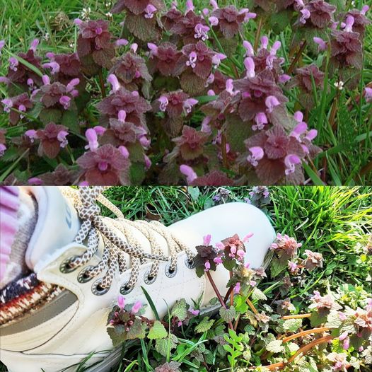 A Powerful Plant Is Under Our Feet! We Suffer Thinking That Healing Must Be Expensive: Red Nettle