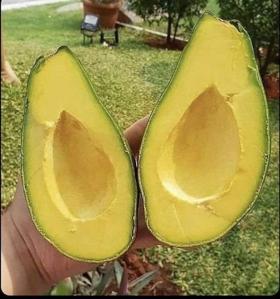 The Avocado: A Fruit Unknown by Name to Many