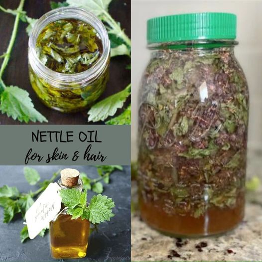 Mix Nettle with Oil for Bone and Joint Pain: You Will Be Surprised at the Result