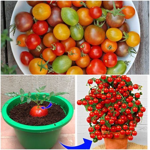 Few People Know That Tomatoes Can Be Propagated This Way