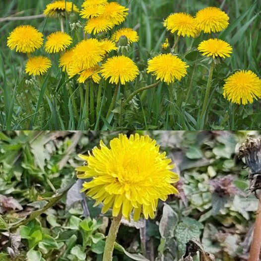 Here’s What Dandelion Cures and How to Use It