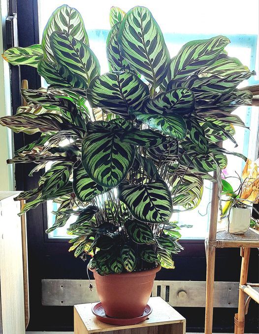 If You’re Looking to Add a Splash of Natural Beauty to Your Indoor Environment, the Calathea Plant is a Wonderful Choice