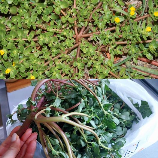 Purslane Is Tastier Than Meat! Neighbors from Turkey Taught Me How to Cook This “Weed”