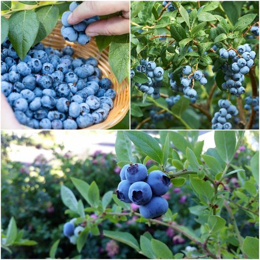 What Happens If You Eat Blueberries Every Day