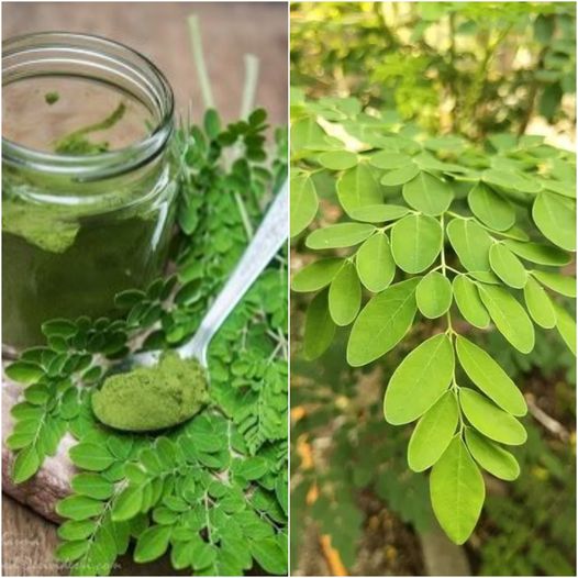 10 Amazing Benefits of Moringa You Need to Know