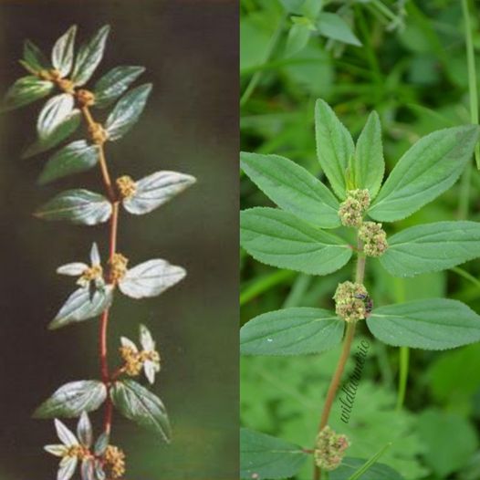 Euphorbia Hirta: The Traditional Herb with Remarkable Health Benefits