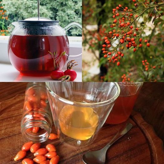 Rosehip – The Lost Herb: What It Has to Offer Your Body