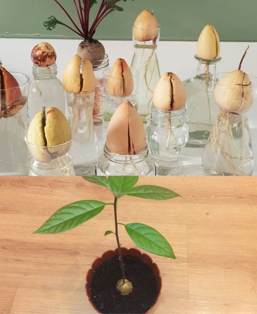 Tips for Successfully Growing Avocado in a Pot