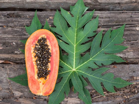 10 Incredible Health Benefits of Papaya Leaves YOU NEED TO KNOW