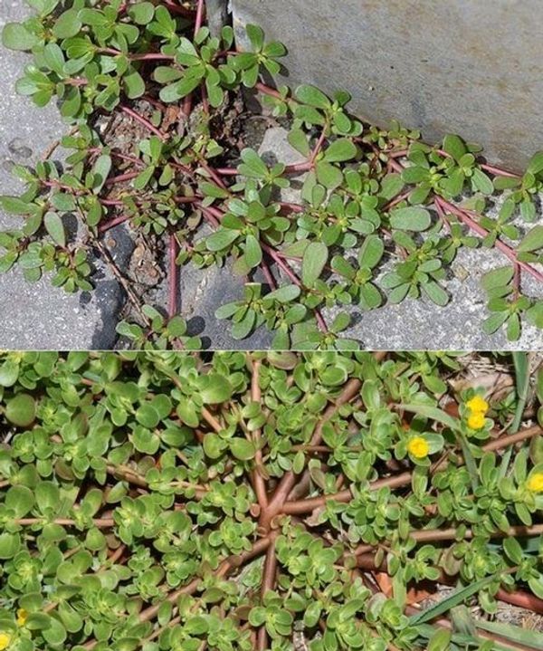 Purslane: A Hidden Gem in Gardening and Nutrition