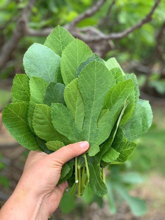 Unveiling the Surprising Benefits and Uses of Fig Leaves!