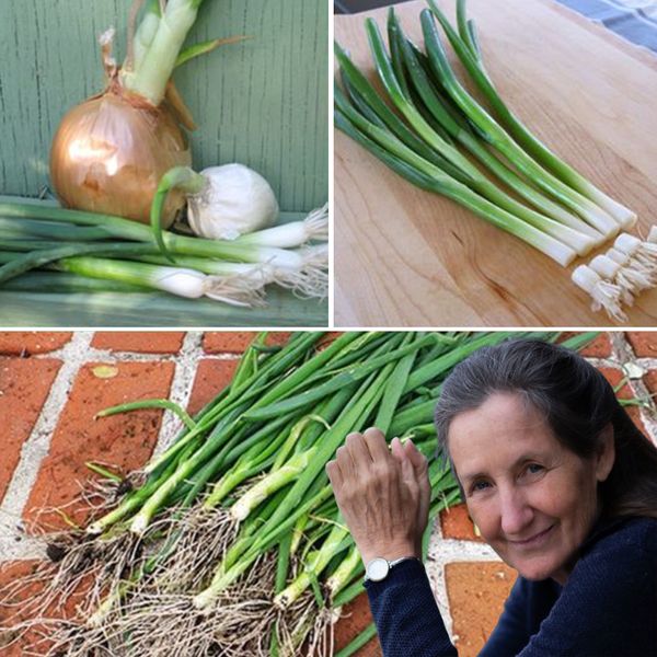 How to Grow an Unending Supply of Green Onions