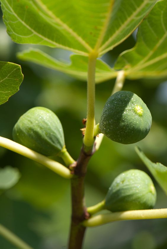 Embrace Wellness: Discover 5 Incredible Health Benefits of Figs!