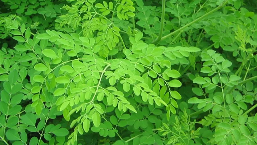 Drumstick (Moringa) Leaves Chutney | Sadhguru’s Isha Recipe