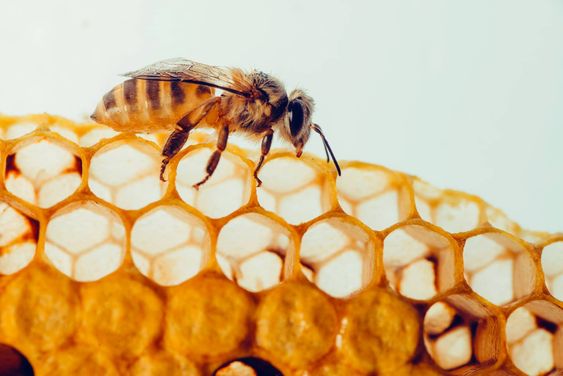 The Most Potent Natural Antibiotic to Treat Throat Infections: Propolis