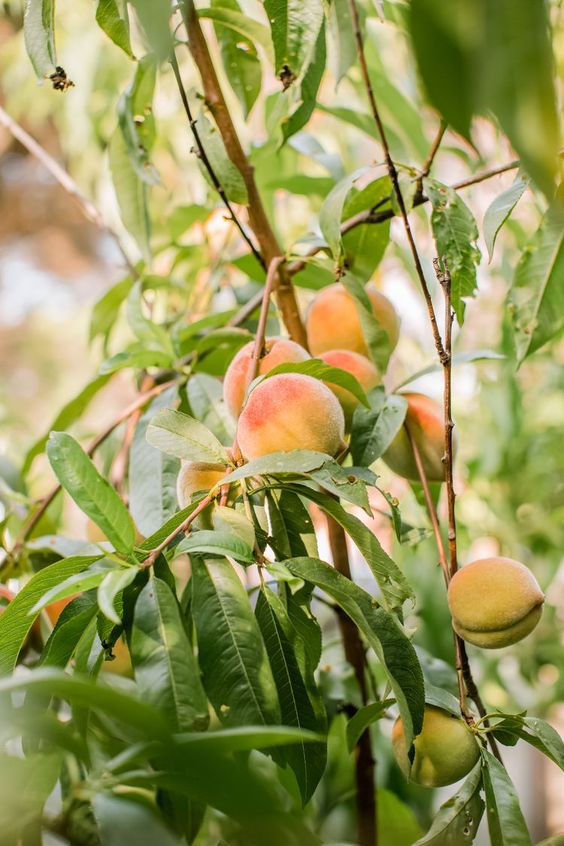 Discover the Surprising Health Benefits of Peach Leaf Tea!